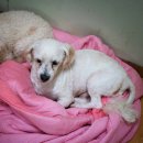 강이랑아지랑 이미지