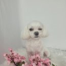 코코목욕 티스토리