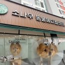 소나무병원 | 강아지 스케일링 후기 인천 계양 소나무 동물메디컬센터