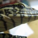 돼지세끼 이미지