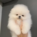 서광동물병원 | 별내강아지분양 포메라니안의 다양한 매력!-까멜리아