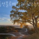 계룡 농장 | 블루베리체험 민통선블루베리 계룡박농장 서울근교 당일치기 농장체험 추천!
