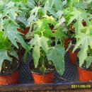 파파야1 이미지