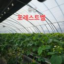 요정농장 | 용인 딸기체험농장 [포레스트벨 체험농장] 용인 아기랑 가볼 만한 곳/딸기수확/솔직후기