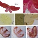 진흙잉어(Cirrhinus molitorella)아가미 기생 단생류 Paradiplozoon cirrhini 이미지