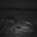 허스키 사랑 이미지