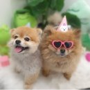 의정부 애견호텔 SM펫살롱 이미지