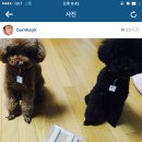 샤이니독 네이버블로그