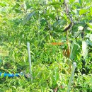 (주)태양비료 이미지