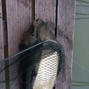 도채낚시터 이미지