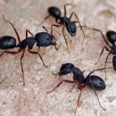 개미약국 이미지