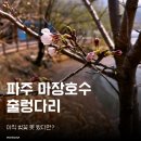 마장공원(산곡남중 옆) | 아직 벚꽃 못 봤다면? 파주 마장호수 개화 현황과 출렁다리 방문기