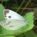 제이에스에프앤비 | 티앤엘, 동원산업, 롯데제과, 신성델타테크, 제이에스코퍼레이션, 알테오젠, 하이브, 스튜디오드래곤..