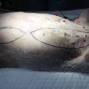 금빛동물수술센터 이미지