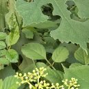 개머루꽃/중국 태항산 이미지