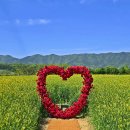 청보리축제장 이미지