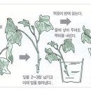 아이비플라워 - 강서구 개화동로8길 119 | 아이비플라워