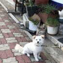 신나는왕만두 이미지