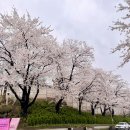 그림동산 어린이집 | 인천 벚꽃 명소🌸 SK인천석유화학 벚꽃동산 후기💗개방기간,주차, 강아지, 음식물