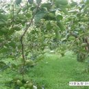 영암햇살농장 이미지