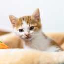 제주온동물병원 이미지