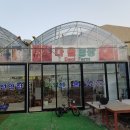 다올농장 | 경기광주 지월리 다육농장 다올에 다녀온 후기