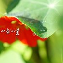 아침이슬