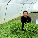 부지깽이 이미지