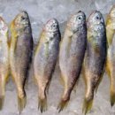 참조기집