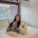 석류애견 이미지