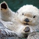 영국2농장 이미지