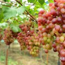 예은농장 이미지