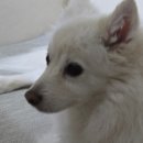 강아지 꼬순내 | 강아지 발바닥 꼬순내 발냄새 이유와 발 관리 방법