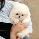 화순고려병원 | 화순강아지무료분양 미유펫에서 확실히 배웠어요