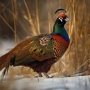 꿩대신닭 이미지