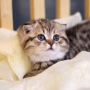 나는고양이 이미지