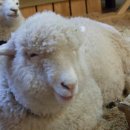 스타일 퍼피 이미지