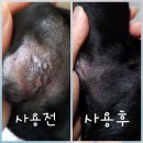 리치펫동물병원 이미지