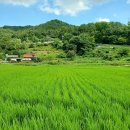 초록1세천 이미지