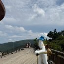 하이원 하늘아래 동물농장 이미지