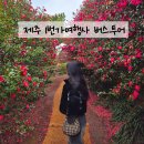 제주샌드여행사 | 제주1번가여행사 원데이투어 겨울 제주도 버스투어 후기