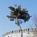 행운꽃방