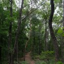 용인랜드 숲속캠핑장 이미지