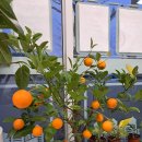 옥계남로-4 이미지