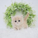 순한고양이 이미지
