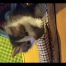 야옹이PC 이미지