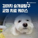 파리바게뜨 양산신범어점 | 양산 범어 강아지 슬개골 탈구 교정 케이스 : 절뚝거리는 증상 나타났다면