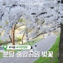 분당구청입구.수내교 | 분당 중앙공원 벚꽃 실시간 개화현황 돌마각 분당호 풍경까지 (분당 벚꽃 명소)