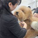김포에이스애견미용학원