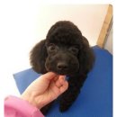 펫이좋아 이미지